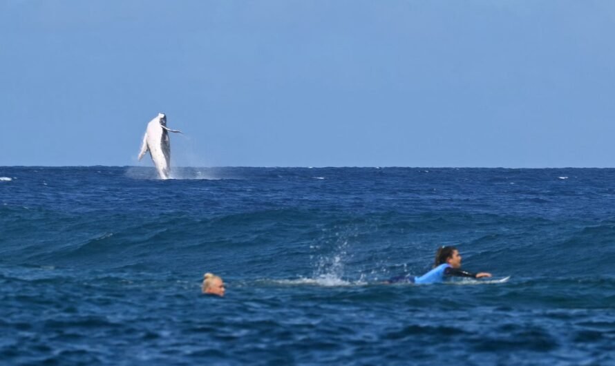 Whale Breach Captivates Spectators During Paris Olympics in Tahiti – Hollywood Life