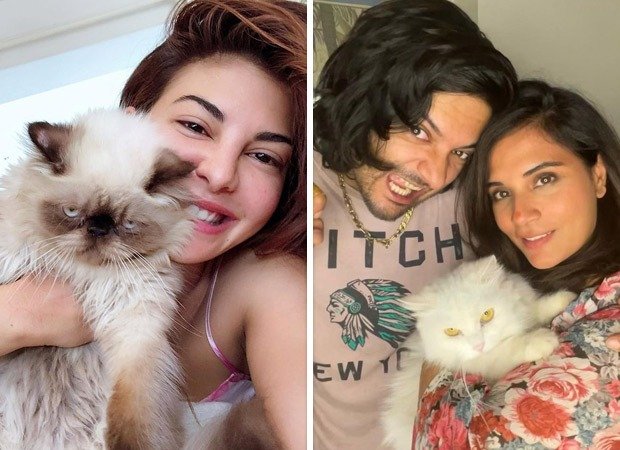 International Cat Day 2024: Jacqueline Fernandez, Richa Chadha and other Bollywood actresses who’re proud cat moms 2024 : Bollywood News