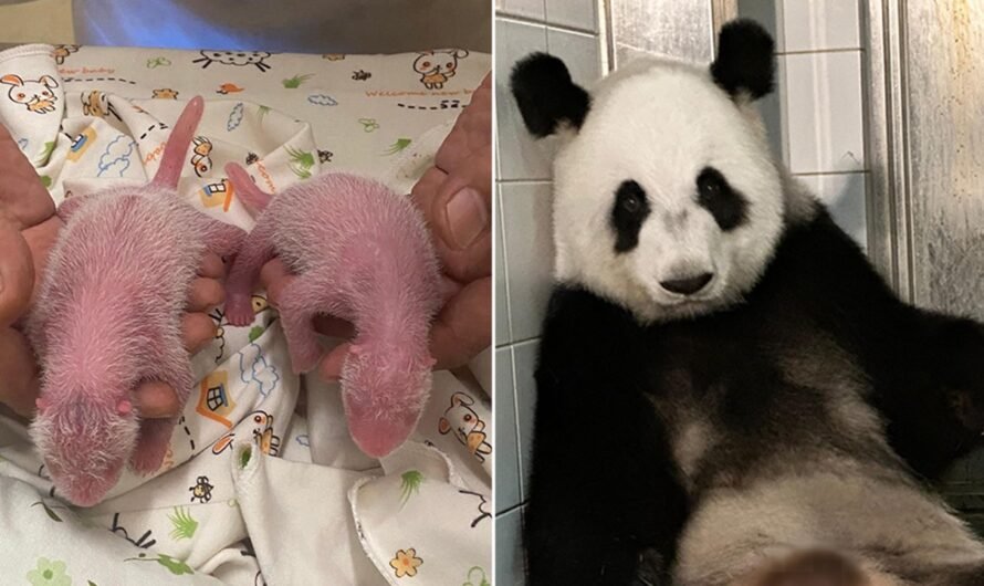 Giant panda and first-time mom gives birth to historic twins: ‘We are thrilled’