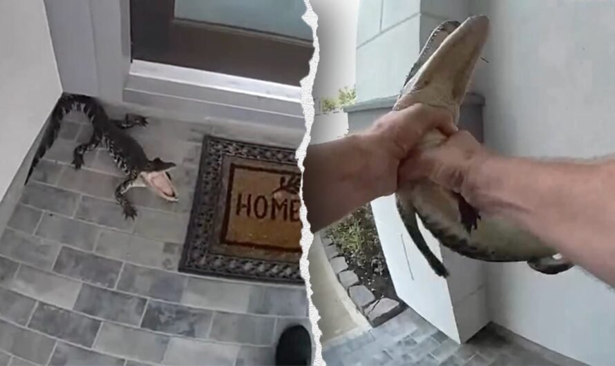 Texas cop wrangles live alligator on doorstep with bare hands caught on bodycam