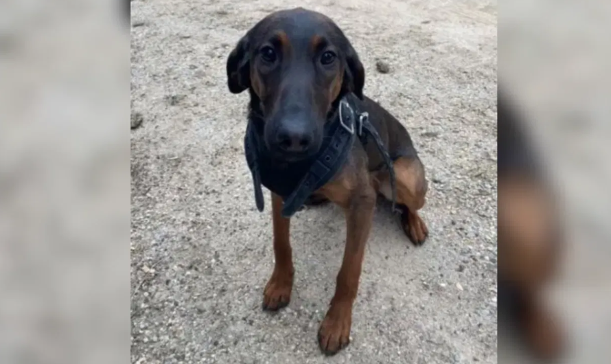 Police K-9 dies in line of duty during fiery South Carolina shootout