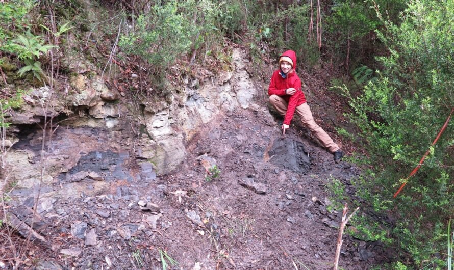 Plant fossils discovered in Tasmania’s ancient forest tell ‘an incredible story’