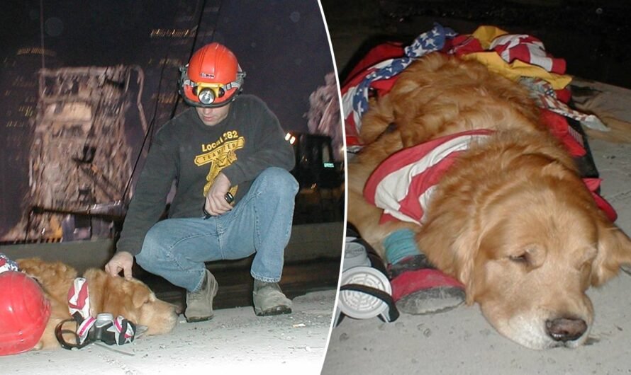 Therapy, search and rescue dogs worked at Ground Zero in the aftermath of 9/11