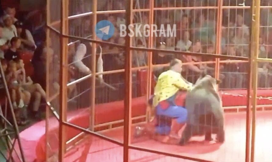 WATCH: Angry bear attacks trainer during performance in front of hundreds of terrified children, parents