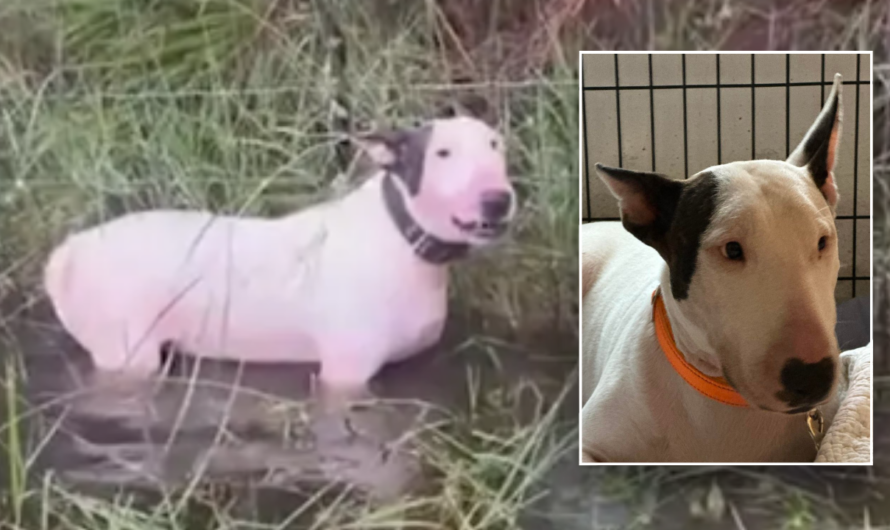 Abandoned dog left tied to fence before Hurricane Milton now ‘safe and sound’ with new name