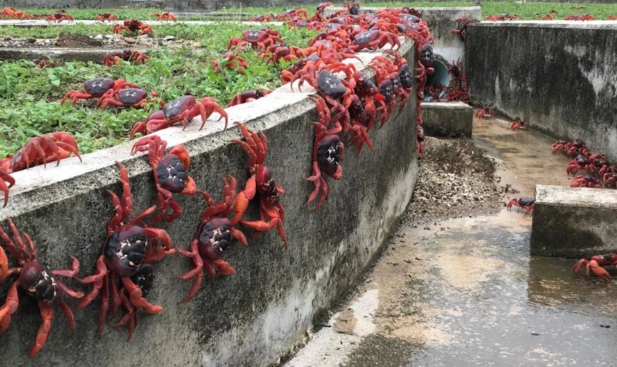 How you can see the annual red crab migration at Christmas Island National Park