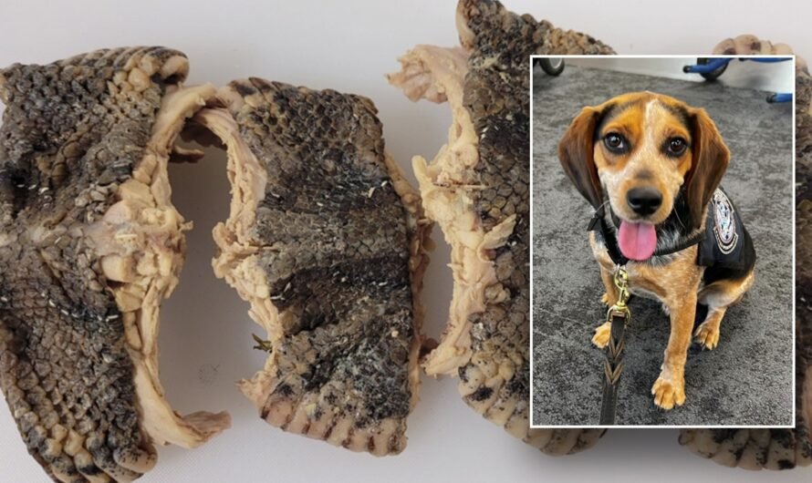 CBP beagle sniffs out bag carrying over 2 pounds of snake meat at Virginia airport