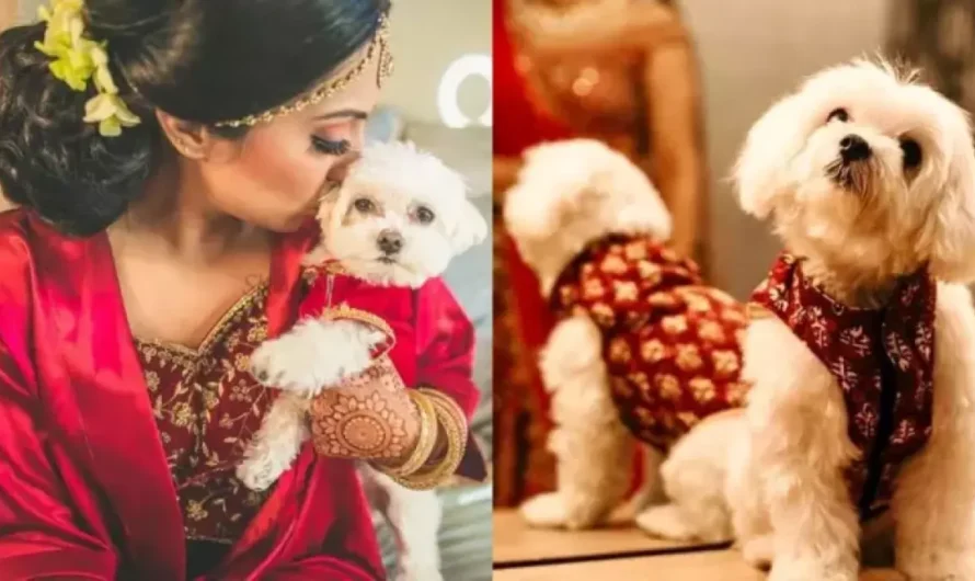 Indian Girl Calls Off Marriage After Mother-In-Law Denies Her Demand Of Bringing Her Pet Dog