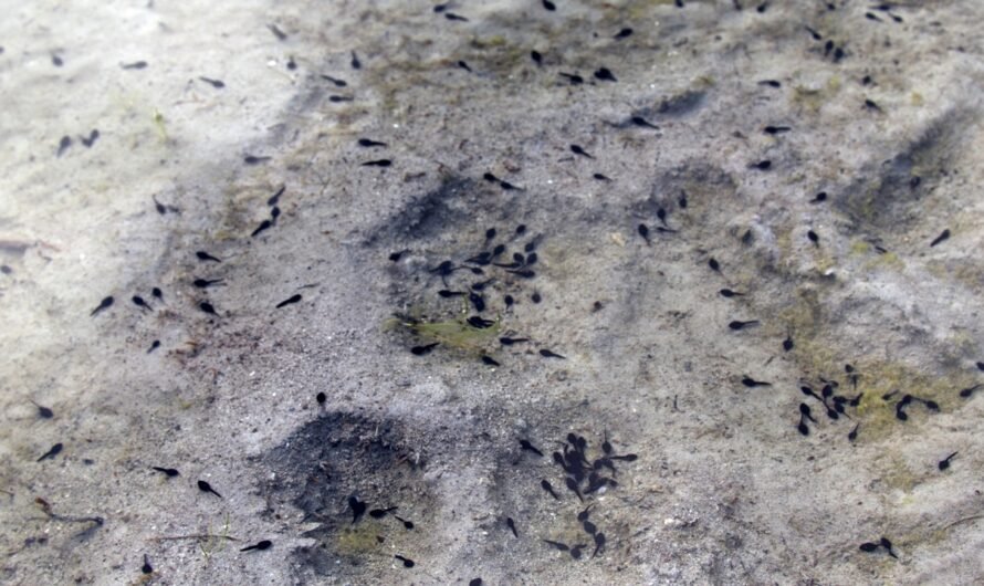 161 million-year-old tadpole fossil discovered in Argentina is the oldest ever found