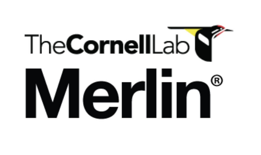 How to Identify Birds Using Cornell’s Merlin App