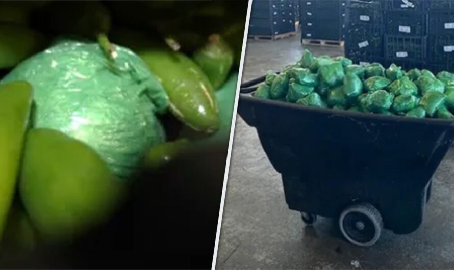 More than $31M in meth concealed in shipment of peppers seized at Texas border