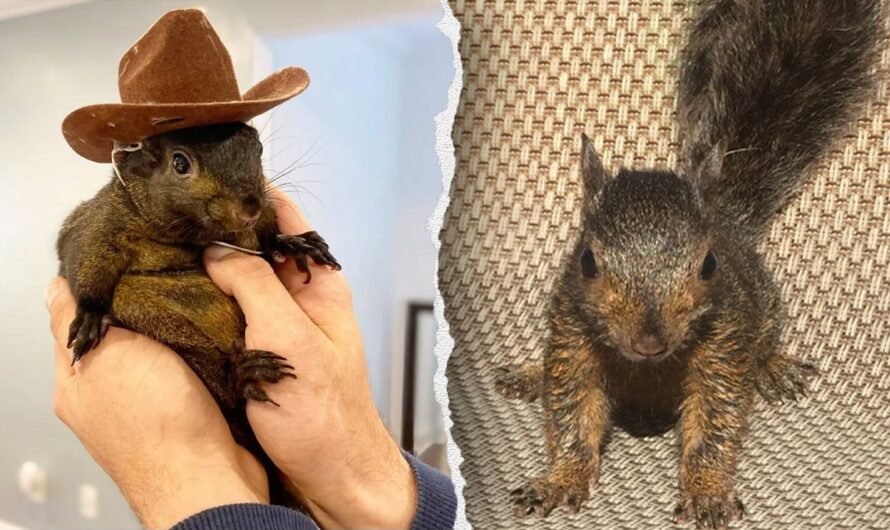 Peanut the Squirrel earmarked for euthanasia before being confiscated and was rabies-free: report