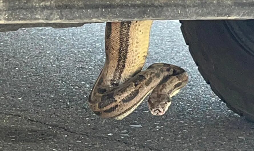 Arizona firefighters remove boa constrictor from pickup truck