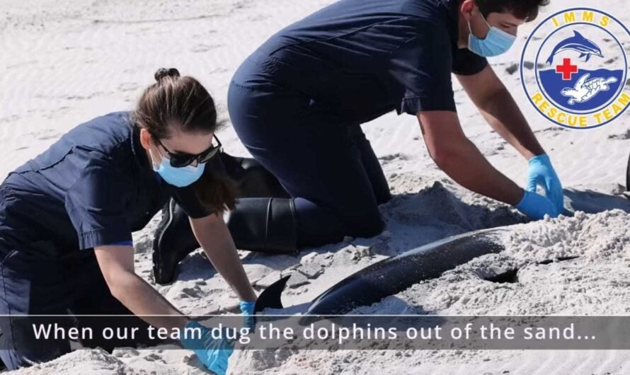 Four dolphins found dead on Mississippi’s Petit Bois Island