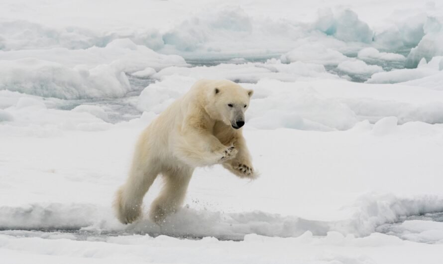 Husband leaps onto polar bear that lunged at wife in surprise attack: police