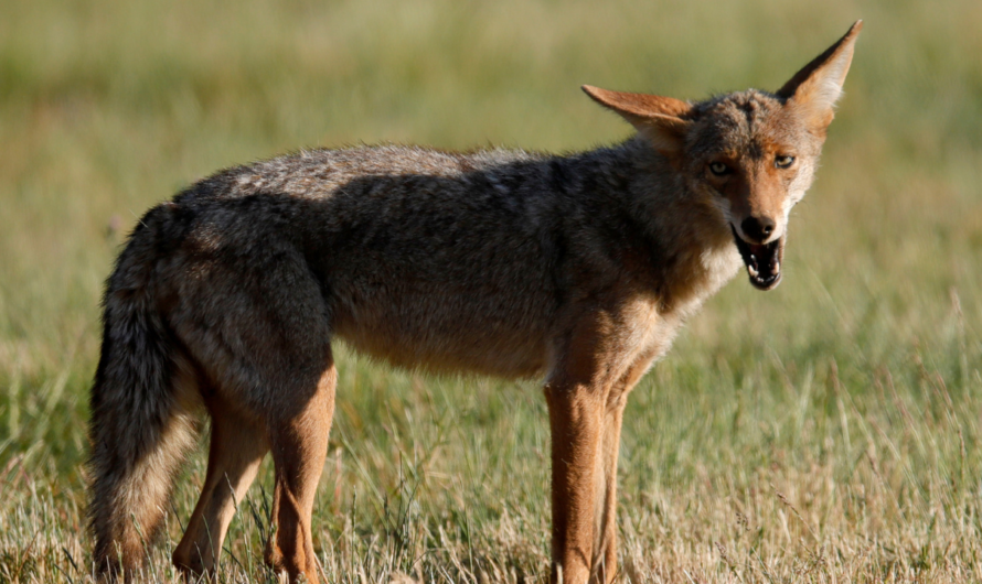 Colorado authorities hunting coyote after attack on young child